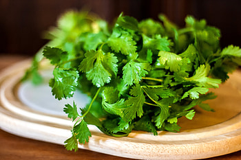 Use fresh cilantro, Livestrong tips, Fresh cilantro, Cooking ingredient HD wallpaper