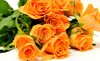 Roses, flowers, bouquet, orange HD wallpaper