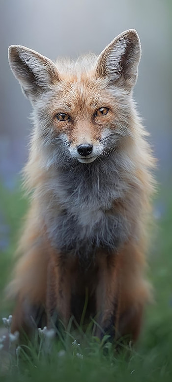 Wolf, kit_fox, whiskers HD phone wallpaper