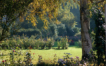 Nature, Flowers, Shine, Light, Wood, Tree, Crown, Krone, Garden, Bark HD wallpaper