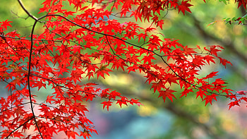 Autumn Leaves, autumn, leaves, nature HD wallpaper