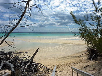 Beach at Lucayan National Park, paradise, sand, beach, driftwood HD wallpaper