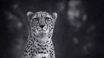 Cheetah Monochrome , cheetah, animals, monochrome, black-and-white HD wallpaper