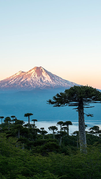 Conguillio Volcano, Araucaria Trees, National Park, Chile HD phone wallpaper