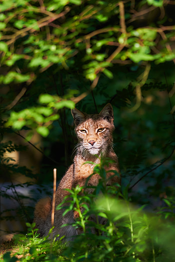 Animals, Iris, Cat, Muzzle HD phone wallpaper