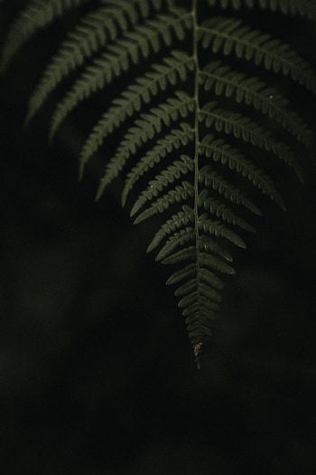 Dark, Fern, Sheet, Leaf HD phone wallpaper