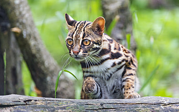 Fierce ocelot, Spotted coat, Tropical rainforest, Top predator HD wallpaper