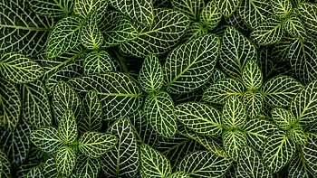 Fittonia albivenis, Green Leaf HD wallpaper