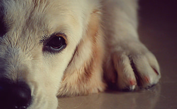 Sadness, sweet, sad, labrador, animals, dogs, cute, beautiful, adorable HD wallpaper