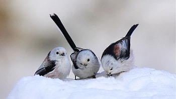 Bird Trio, winter, birds, fall, snow, Firefox theme HD wallpaper