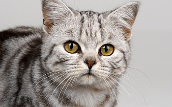 Sweet face cat, animal, kitten, cat, feline, pet HD wallpaper