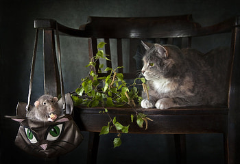 A Cat and a Mouse Together, Animals, Chairs, Mouse, Cats HD wallpaper