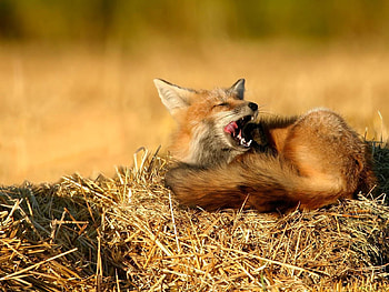 Animals, Grass, Fox, Sit, Hay HD wallpaper