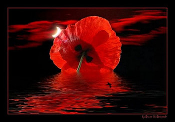 poppy sunset, reflection, poppy, red, sunset, dark HD wallpaper