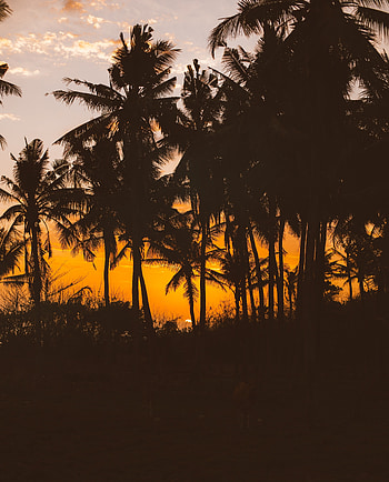 Silhouettes, palm trees HD phone wallpaper
