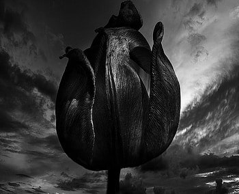 TULIP, graphy, creative graphy, bw, sky, nature, flowers HD wallpaper