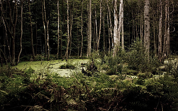 Nature, Trees, Grass, Field HD wallpaper