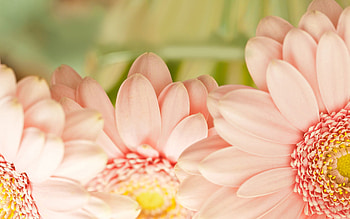 Pink, Flower, Plant, Macro, Petals HD wallpaper