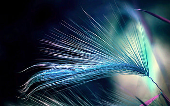 Grass Abstract, Abstract, , Grass, Blue HD wallpaper