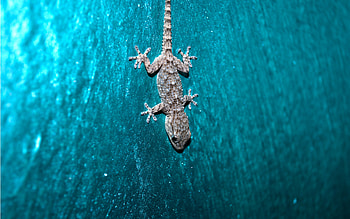 Gecko on the Wall, blue, animals, wall, reptiles, gecko HD wallpaper