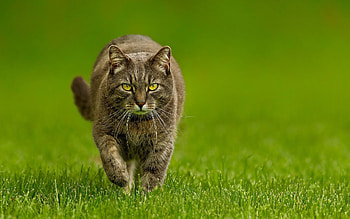 Animals, Grass, Cat, Sight, Opinion, Stroll, Thick, Fat, Evil HD wallpaper