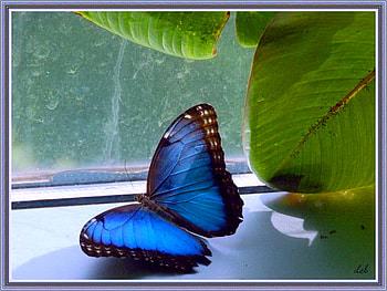 On the ledge, plant, blue and black, butterfly, morpho, window ledge HD wallpaper