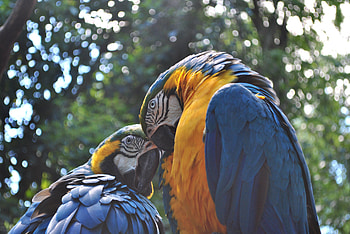 Animals, Birds, Parrots, Couple, Pair, Macaw HD wallpaper