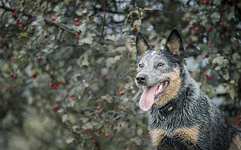 Animals, Dog, Muzzle, Protruding Tongue, Tongue Stuck Out HD wallpaper