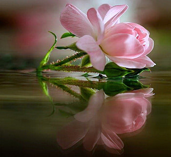 Reflection of pink - for Andonia, rose, pink, leaves, reflection HD wallpaper