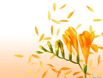 Golden Breeze, breeze, flower HD wallpaper