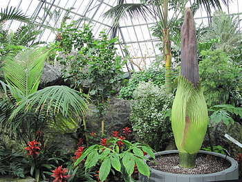 Portrait of Flowers 31 titan arum, Green, graphy, Red, trees, Flowers, Garden HD wallpaper