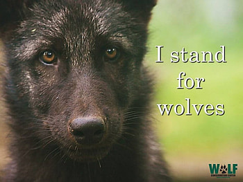 wolf wisdom, white, timber, saying, black, wolves, , wolf, canislupus, howling, wolf art, wisdom HD wallpaper