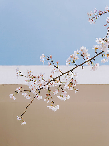 Flowers, Sakura, Branch, Wall, Spring HD phone wallpaper