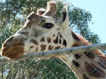 Giraf - 01, animal, giraf, wild life HD wallpaper