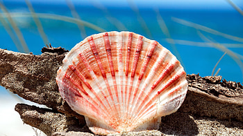 sea shell, sea, shell, coral reef, ocean HD wallpaper