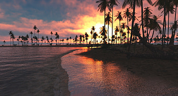 Palm Trees Sunset Sea, trees, palm, nature, sunset, sea HD wallpaper