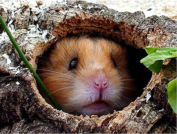Hamster in a log, animal, hollow log, hamster, pet HD wallpaper