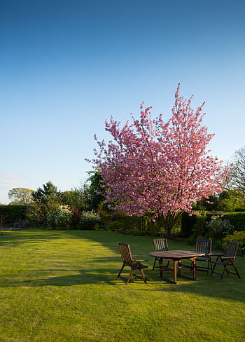 Peaceful garden with a blooming cherry tree and wooden outdoor furniture under a blue sky. HD phone wallpaper