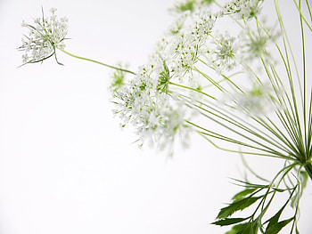 Plants, Flowers HD wallpaper