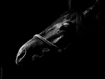 horse, night, black, light HD wallpaper