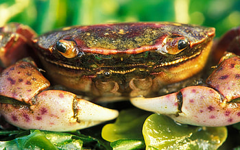 crab, animal, leaf, crustacaen HD wallpaper