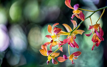 Orchids, bokeh, pink, yellow, flower, green, orchid HD wallpaper