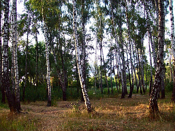 Landscape, Trees HD wallpaper