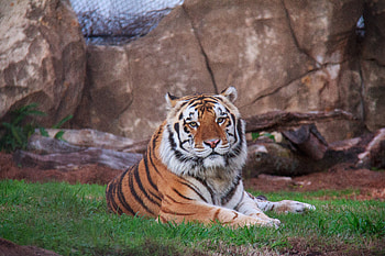 Animals, Lie, To Lie Down, Predator, Siberian Tiger HD wallpaper