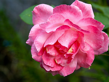 Pink rose, rose, pink, nature, flower HD wallpaper