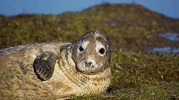 Seal resting on grass, U TV , Clawed beauty, Relaxing natural environment HD wallpaper