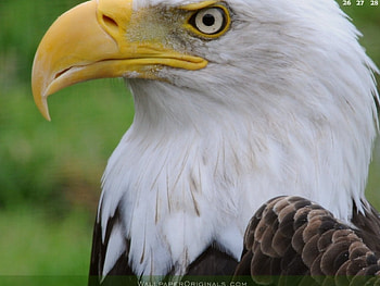 calender, april, eagle HD wallpaper