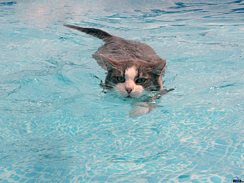 Floating cat, swim, cat, water, Floating HD wallpaper