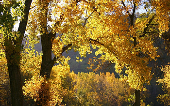 Landscape, Trees, Autumn HD wallpaper
