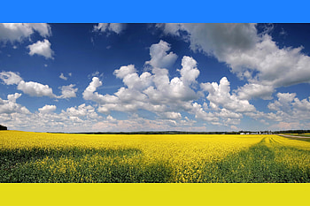 Stand with Ukraine, canola, flag, canada, field, ukraine HD wallpaper
